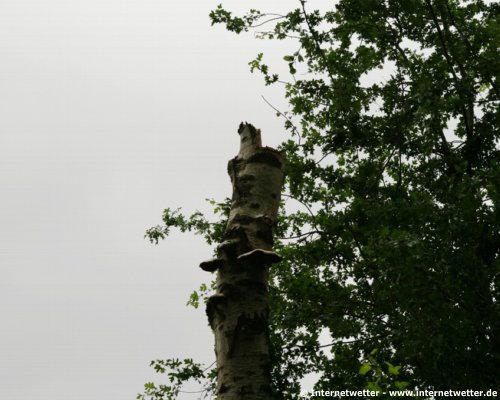  Internetwetter | Einige Bume wurden auch einfach in einigen Metern Hhe abgeknickt.