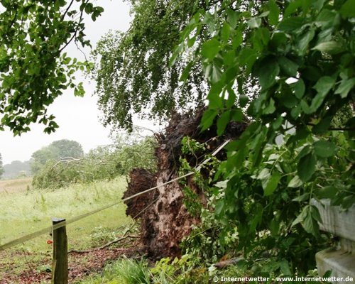  Internetwetter | Im Vordergrund fiel der Baum nach rechts und im Hintergrund nach links.