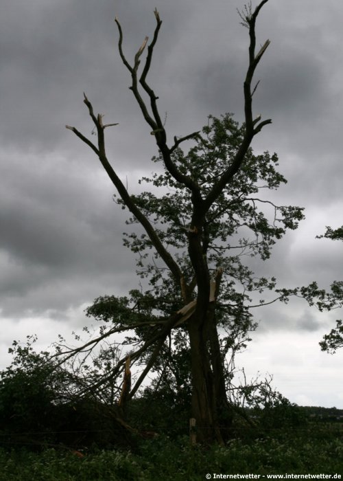  Internetwetter | Dieser Baum steht in dem Knick, wo der Tornado mit voller Wucht zugeschlagen hat.